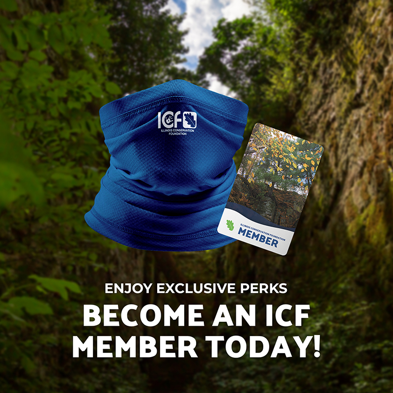 an ICF Member